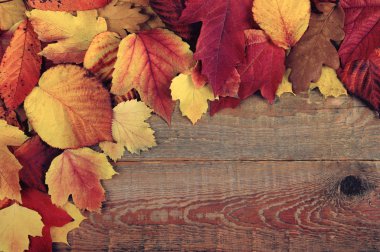 Sonbahar Yaprakları