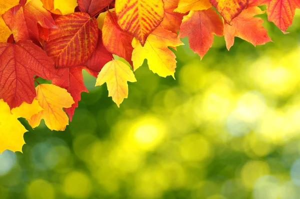 Branch with autumn leaves — Stock Photo, Image