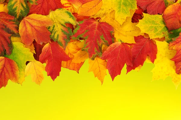 Autumn leaves background — Stock Photo, Image