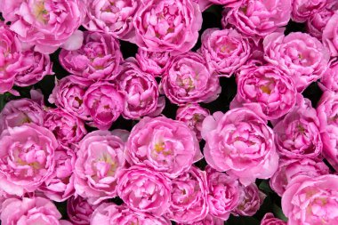 İlkbaharda açan laleler Renkli arka planda