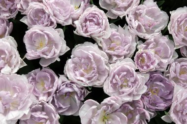 İlkbaharda açan laleler Renkli arka planda