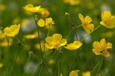 Vahşi sarı çiçek güneş ışığında tarlada.