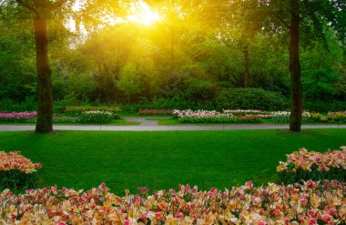 Yeşil çimenler, ağaçlar ve güneş ışığında açan çiçeklerle dolu bahar çiçeği parkı.