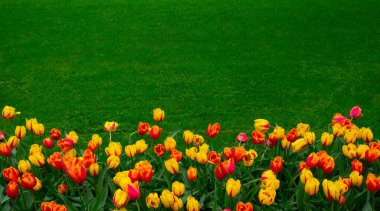 Parkta laleler gün ışığında