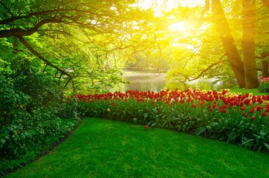 Yeşil çimenler, ağaçlar ve güneş ışığında açan çiçeklerle dolu bahar çiçeği parkı.