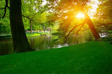 Yeşil çimenler, ağaçlar ve güneş ışığında açan çiçeklerle dolu bahar çiçeği parkı.