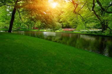 Yeşil çimenler, ağaçlar ve güneş ışığında açan çiçeklerle dolu bahar çiçeği parkı.