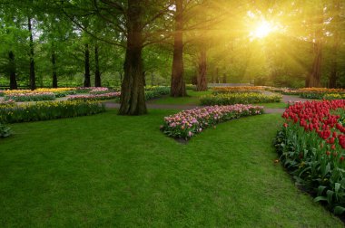 Yeşil çimenler, ağaçlar ve güneş ışığında açan çiçeklerle dolu bahar çiçeği parkı.