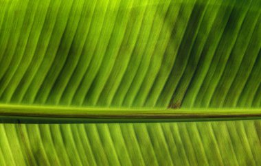 Yeşil yaprak dokusunu kapat, doğal bitki arkaplanı