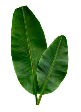 Beyaz arkaplanda yalıtılmış tropikal yaprak.