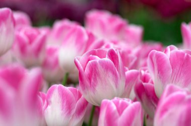 Parlak renkli arka planda açan laleler.