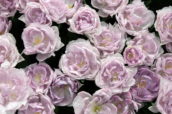 İlkbaharda açan laleler Renkli arka planda