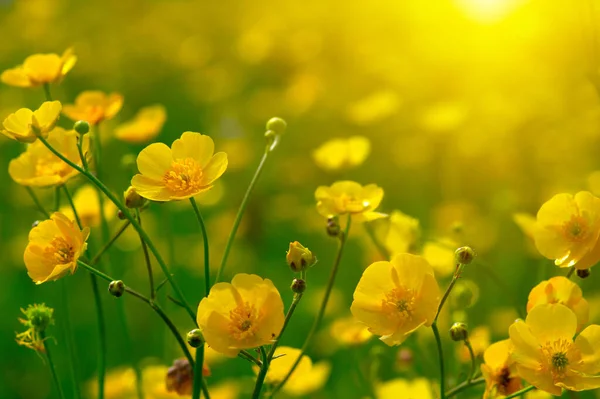 Baharda sarı çiçekler doğada ve güneş ışığı altında