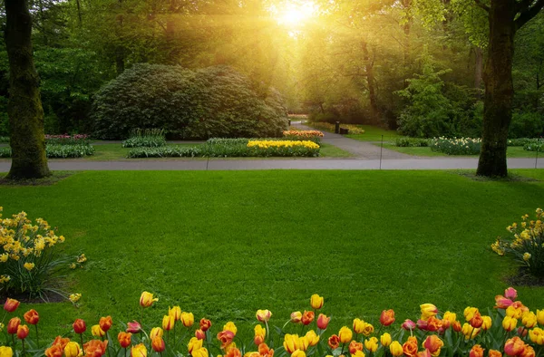 Yeşil çimenler, ağaçlar ve güneş ışığında açan çiçeklerle dolu bahar çiçeği parkı.