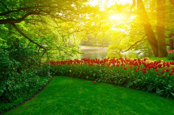 Yeşil çimenler, ağaçlar ve güneş ışığında açan çiçeklerle dolu bahar çiçeği parkı.