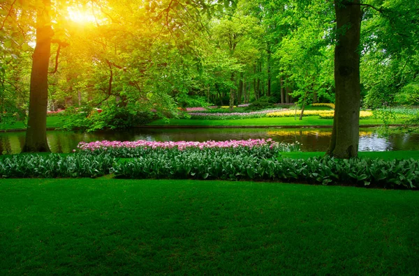 Yeşil çimenler, ağaçlar ve güneş ışığında açan çiçeklerle dolu bahar çiçeği parkı.