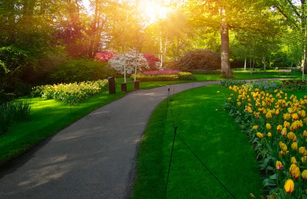 Botanik bahçesinde yeşil çimenler, bahar çiçekleri ve güneş ışığı olan bir bahçe taşı patikası.