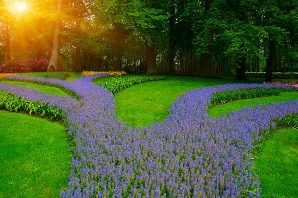 Yeşil çimenler, ağaçlar ve güneş ışığında açan çiçeklerle dolu bahar çiçeği parkı.