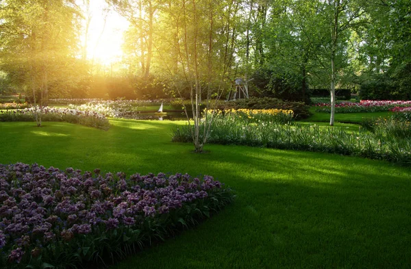 Hollanda 'da çiçek açan bir park