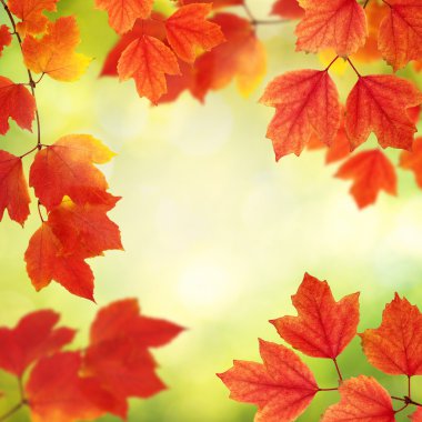 sonbahar yaprakları ile şube