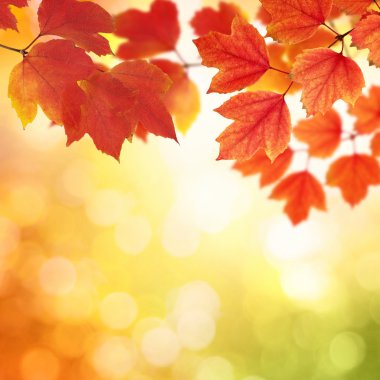 sonbahar yaprakları ile şube