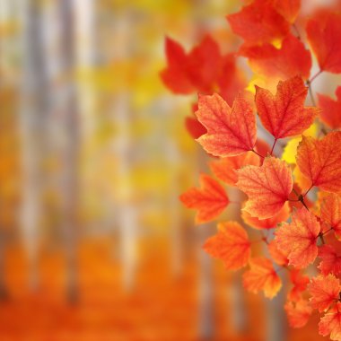 sonbahar yaprakları ile şube