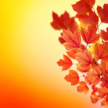 sonbahar yaprakları ile şube