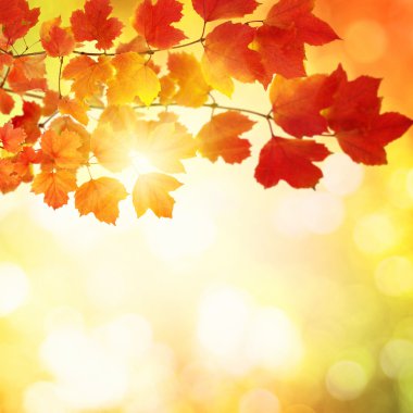 sonbahar yaprakları ile şube