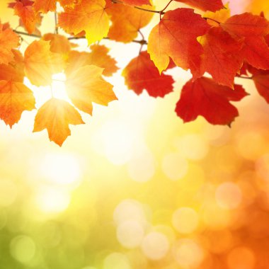 sonbahar yaprakları ile şube