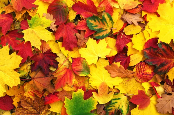 Az őszi levelek — Stock Fotó