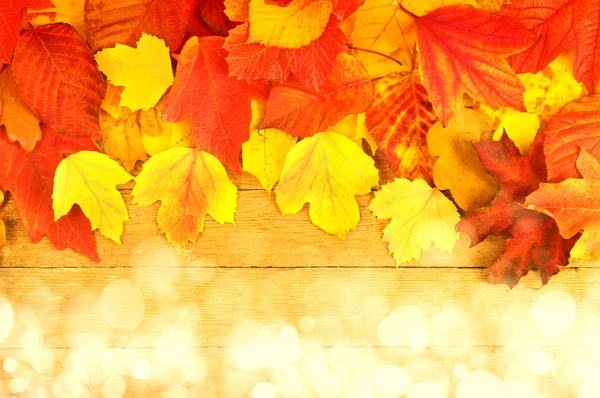 The autumn leaves — Stock Photo, Image