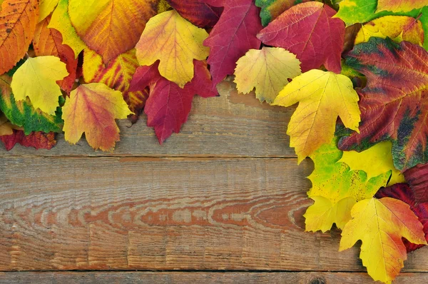 Las hojas de otoño — Foto de Stock