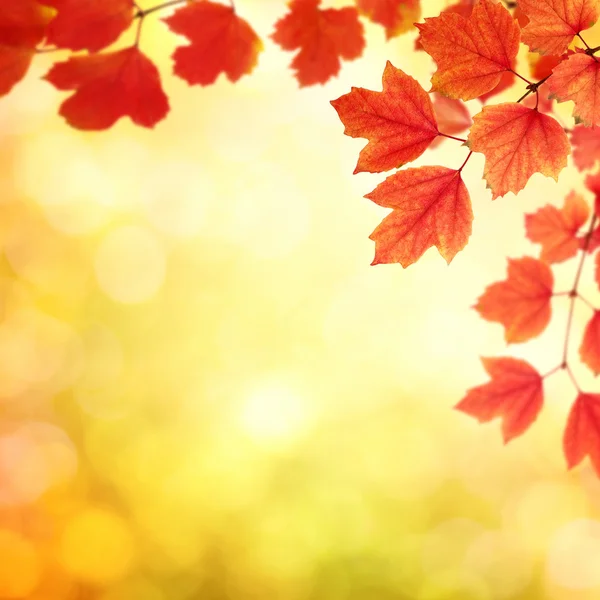 Zweig mit Herbstblättern — Stockfoto