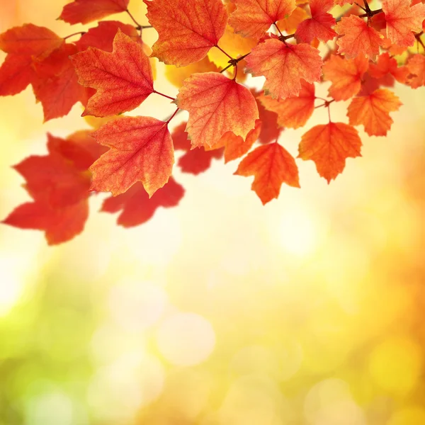 가을 잎이 달린 가지 — 스톡 사진