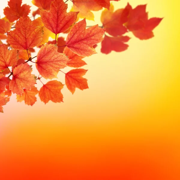 紅葉の枝 — ストック写真