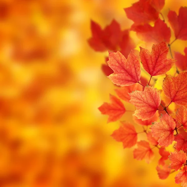 Őszi levelű ág — Stock Fotó