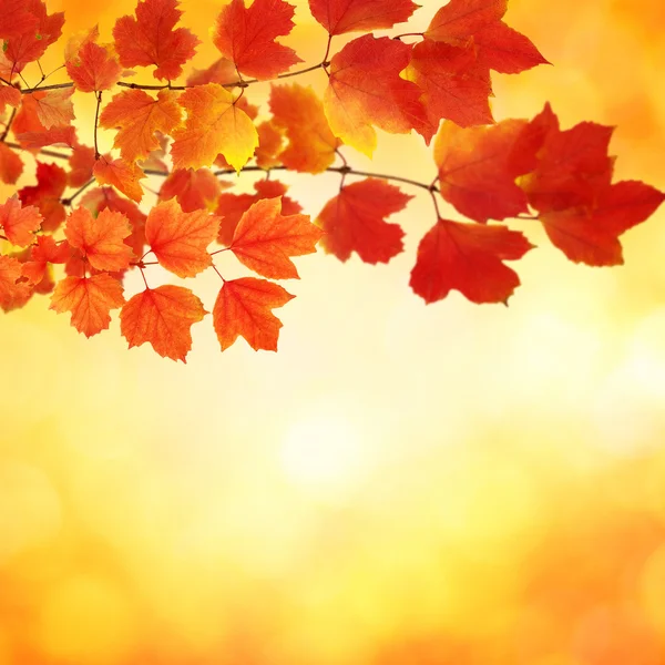 Ветка с осенними листьями — стоковое фото