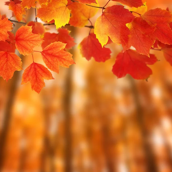 Rama con hojas de otoño —  Fotos de Stock