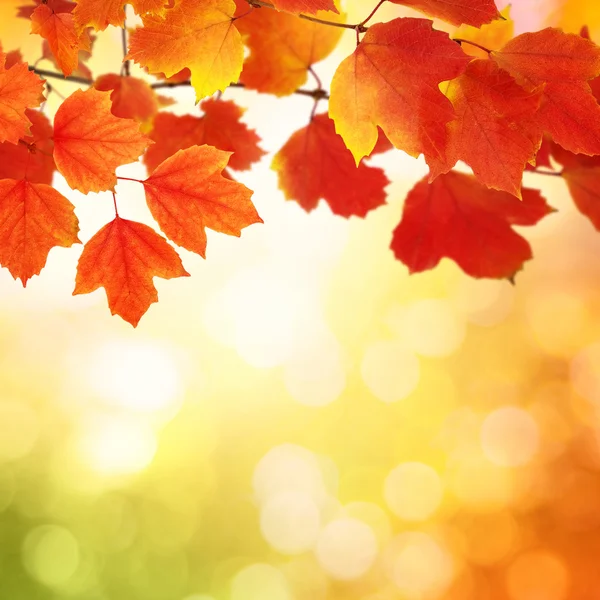 Větvička s podzimními listy — Stock fotografie