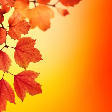 sonbahar yaprakları ile şube