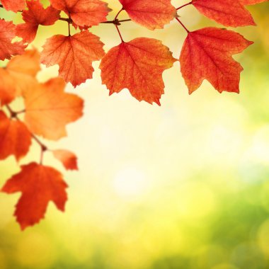 sonbahar yaprakları ile şube