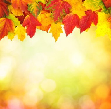 sonbahar yaprakları ile şube