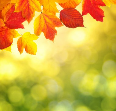 sonbahar yaprakları ile şube