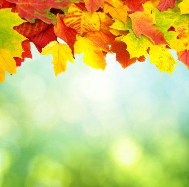 sonbahar yaprakları ile şube