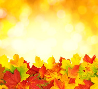 sonbahar yaprakları ile şube