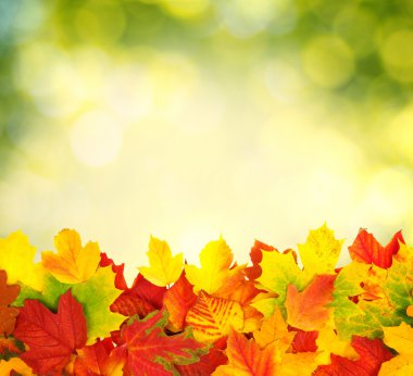 sonbahar yaprakları ile şube