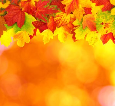 sonbahar yaprakları ile şube