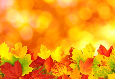 sonbahar yaprakları ile şube