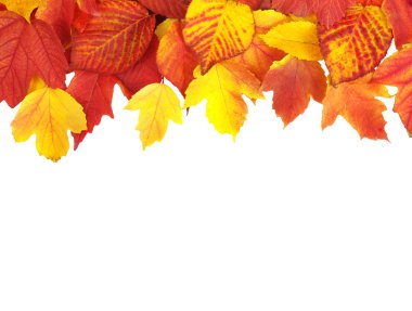 sonbahar yaprakları