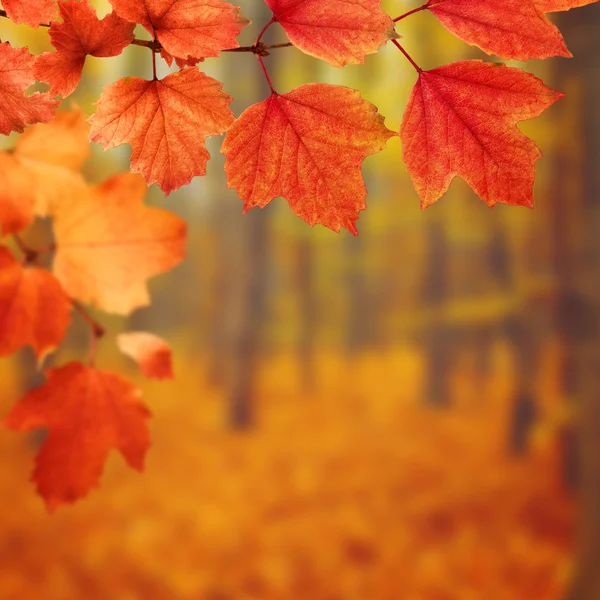 Ramo com folhas de outono — Fotografia de Stock